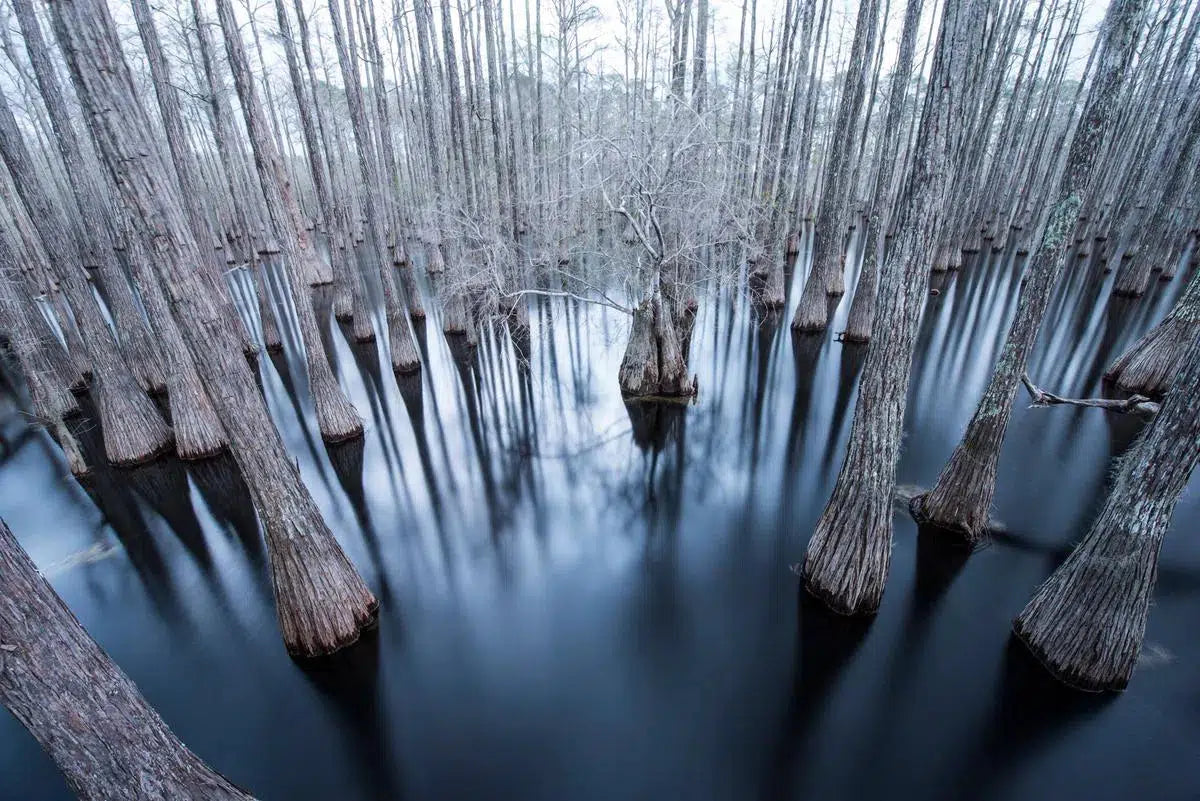 Flooded Cypress #1, by Garret Suhrie-PurePhoto