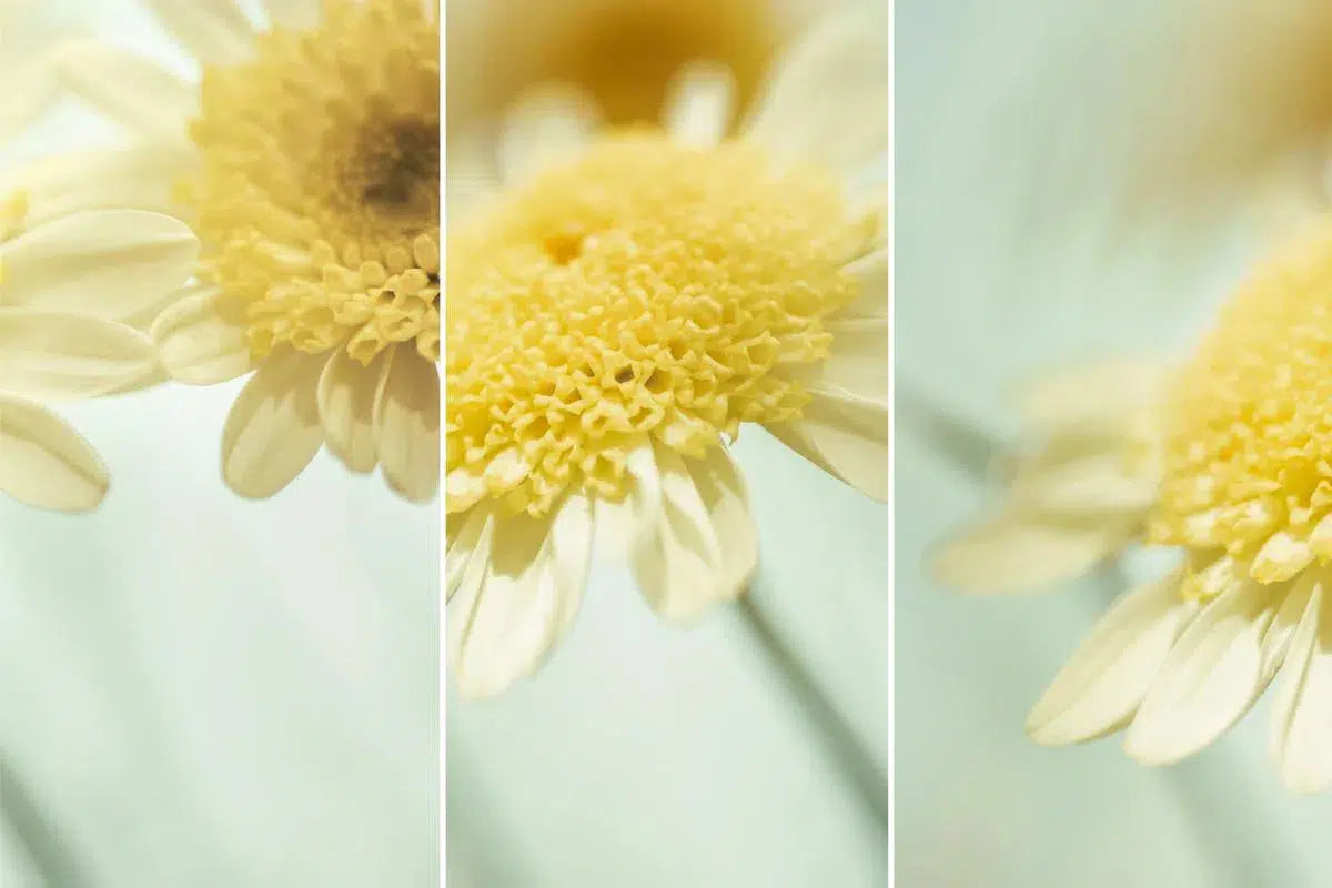 Flower Arrangement - Marguerite Daisies, by Natalie Kinnear-PurePhoto