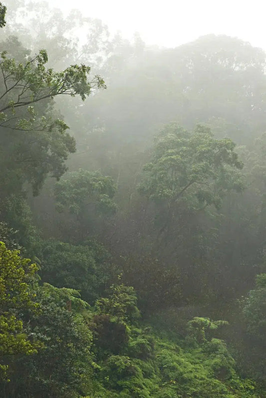 Foggy in the Jungle, by Garret Suhrie-PurePhoto