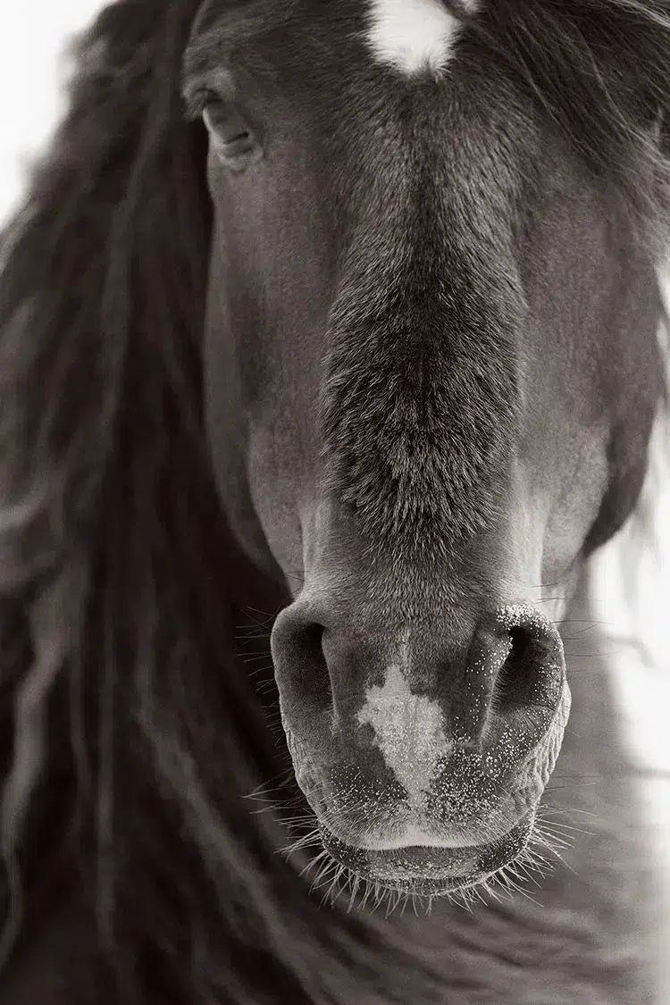Fortitude, by Drew Doggett-PurePhoto