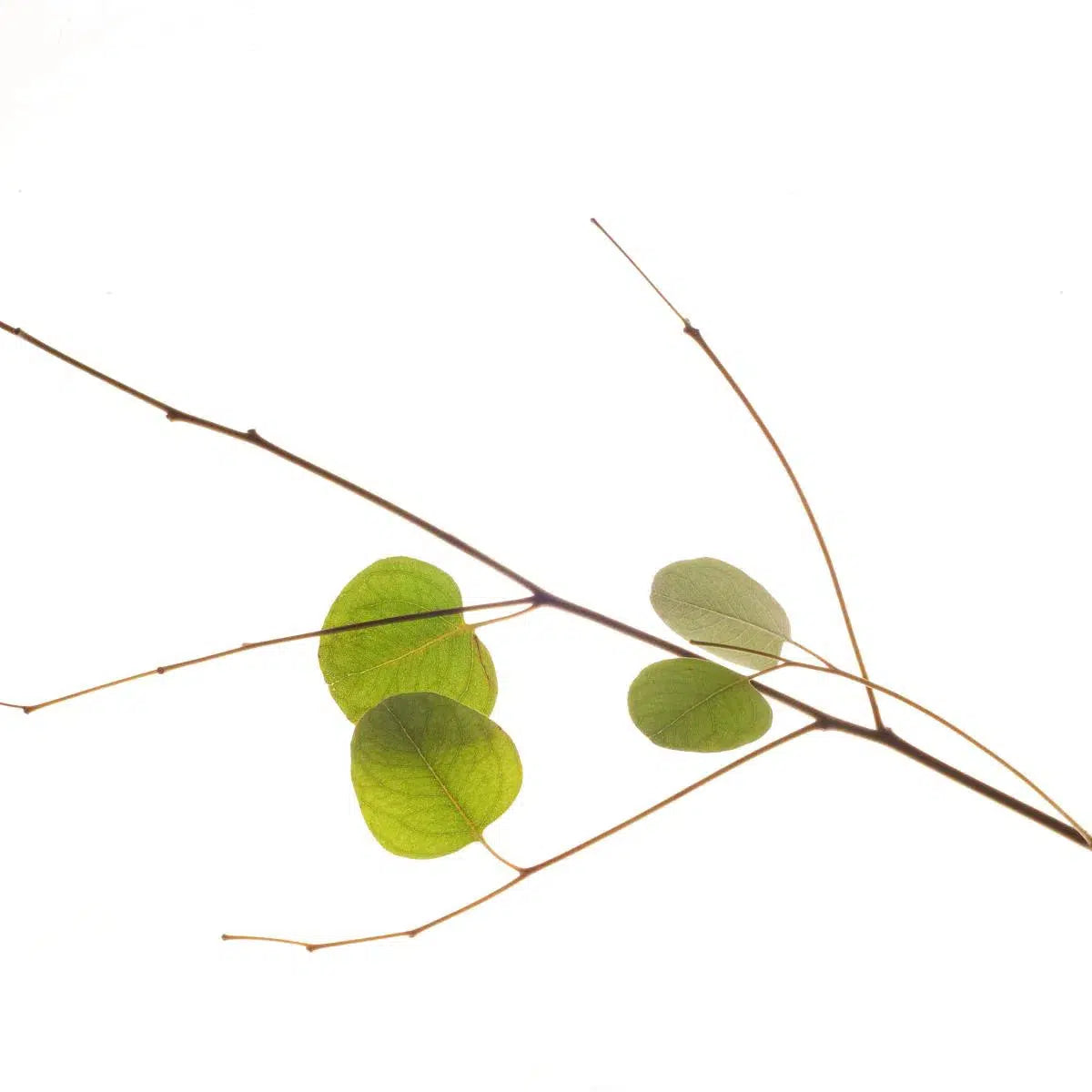 Found Things #4, by Bryony Shearmur-PurePhoto