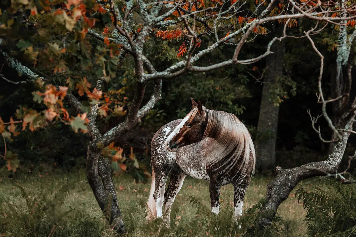 Framed Bambi, by Anna Archinger-PurePhoto