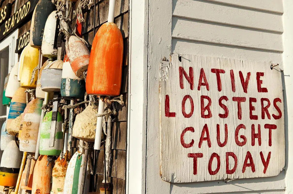 Fresh lobster, Cape Cod, MA, by John Greim-PurePhoto