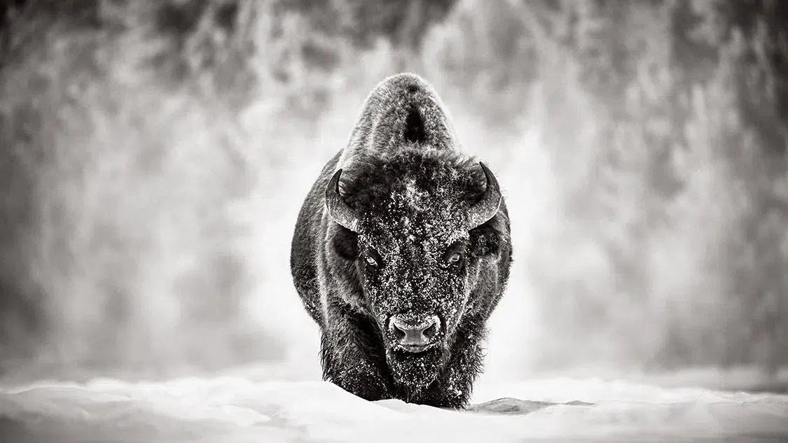 Gatekeeper, by Drew Doggett-PurePhoto