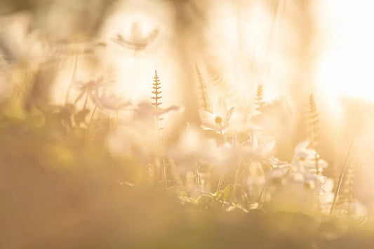 Golden windflowers, by Mats Gustafsson-PurePhoto