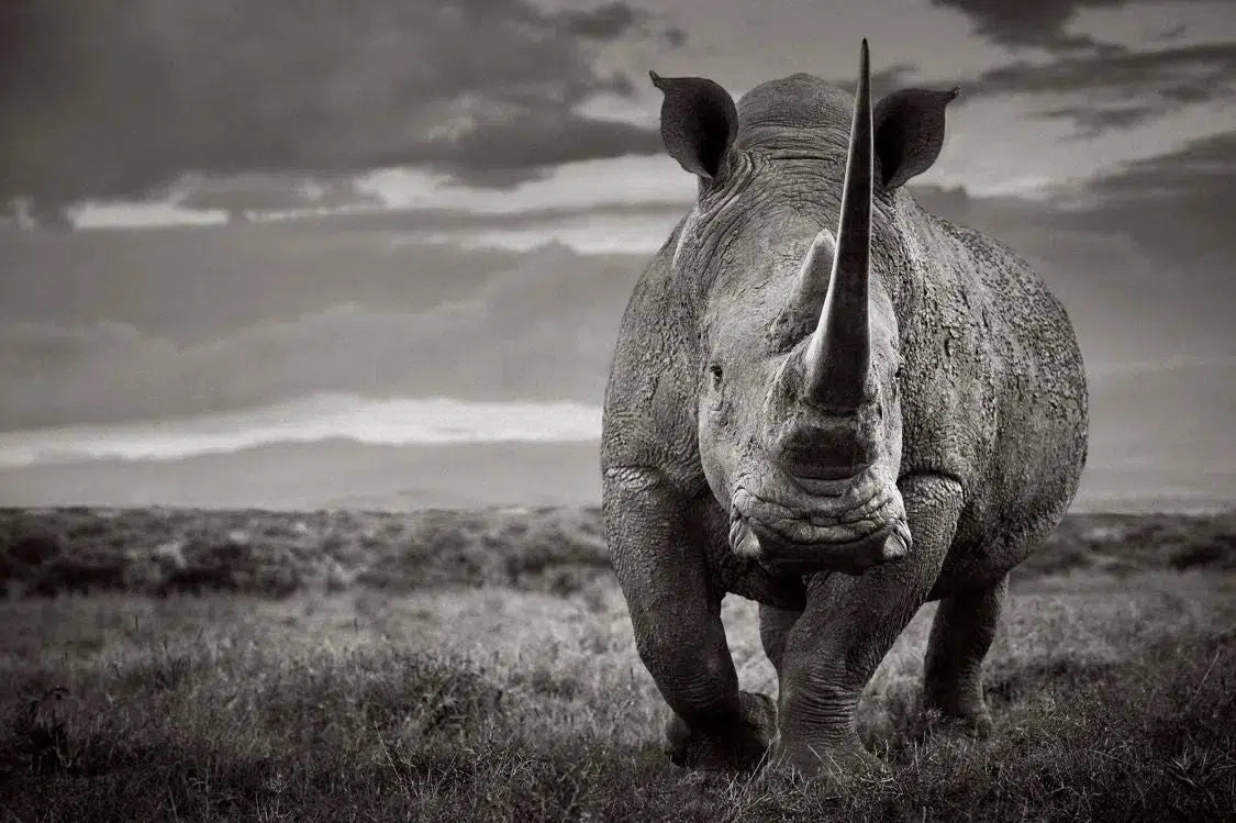 Guardians of the Plains, by Drew Doggett-PurePhoto