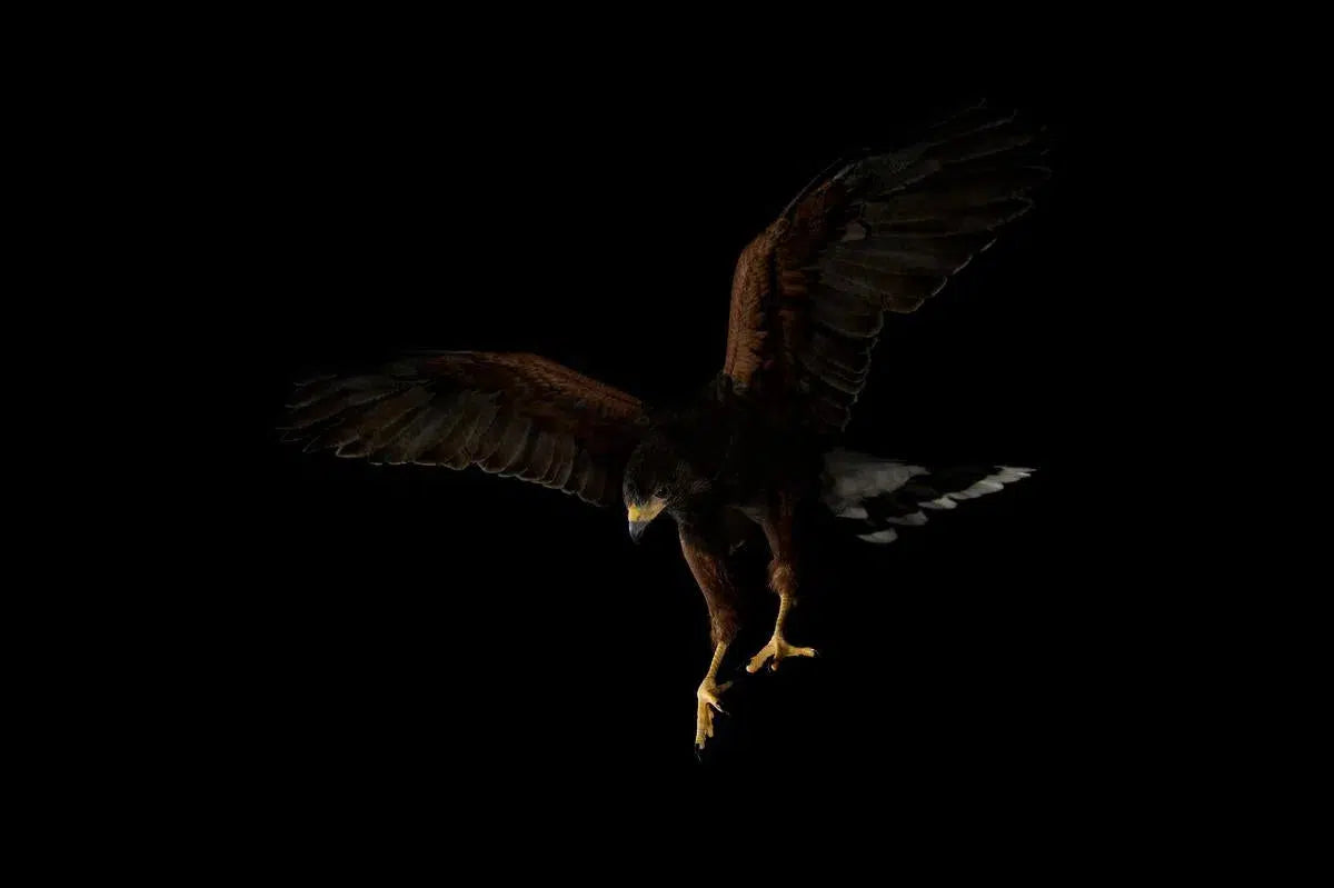 Harris Hawk, by Michael Duva-PurePhoto