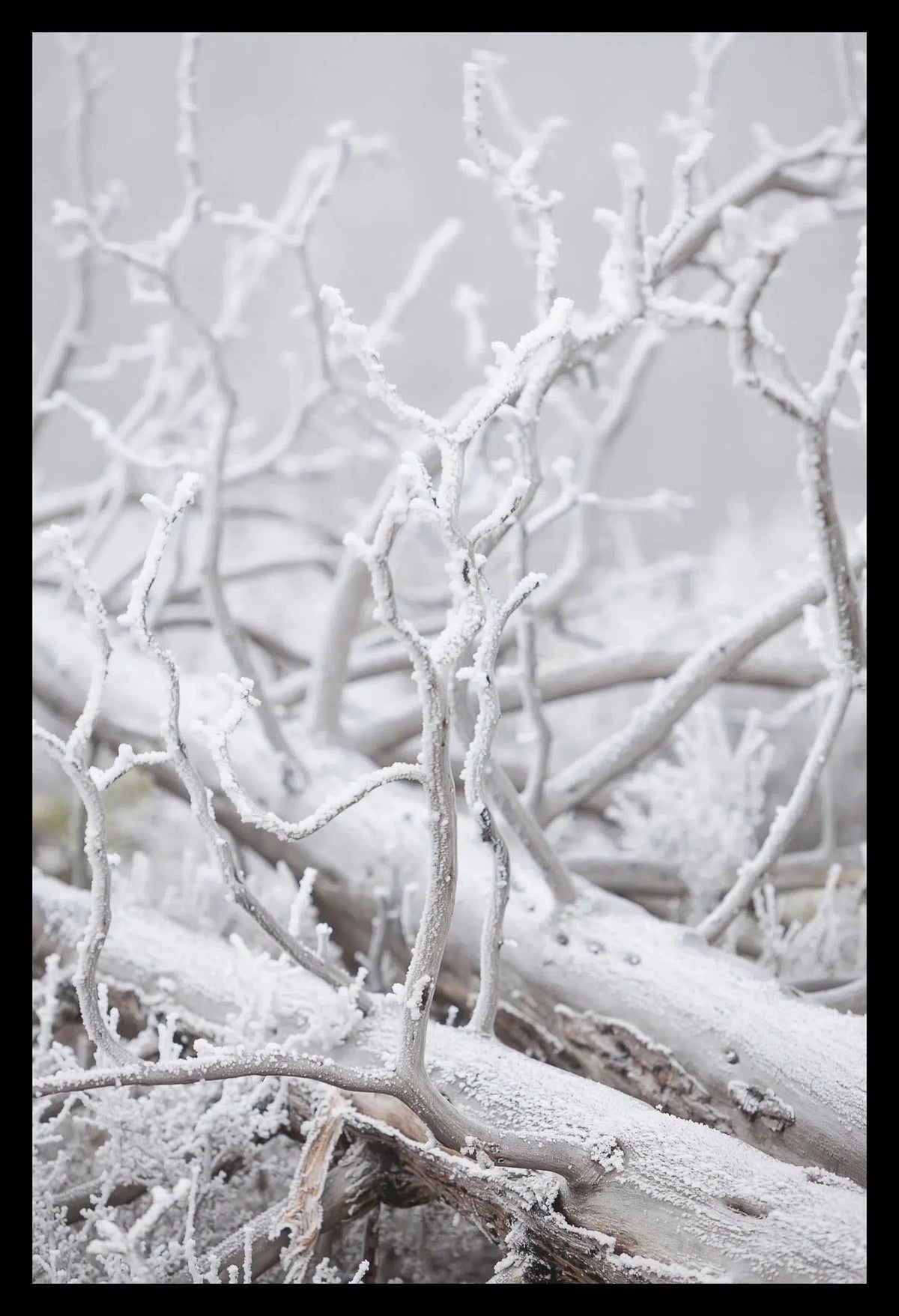 Hoar Frost III, Framed-PurePhoto