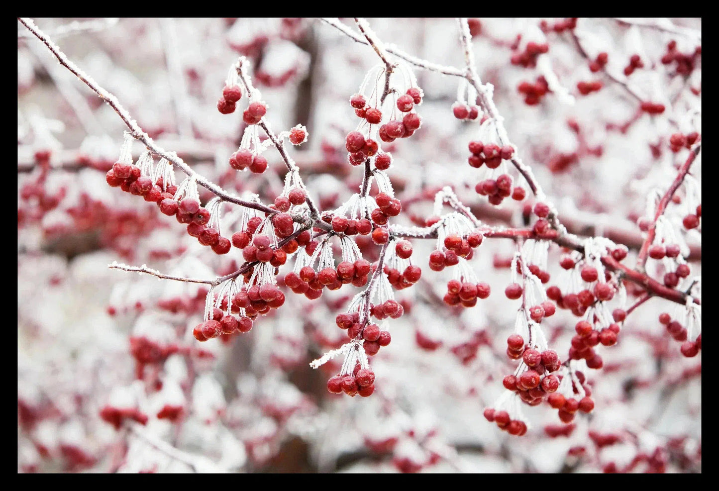 Hoar Frost IV, Framed-PurePhoto