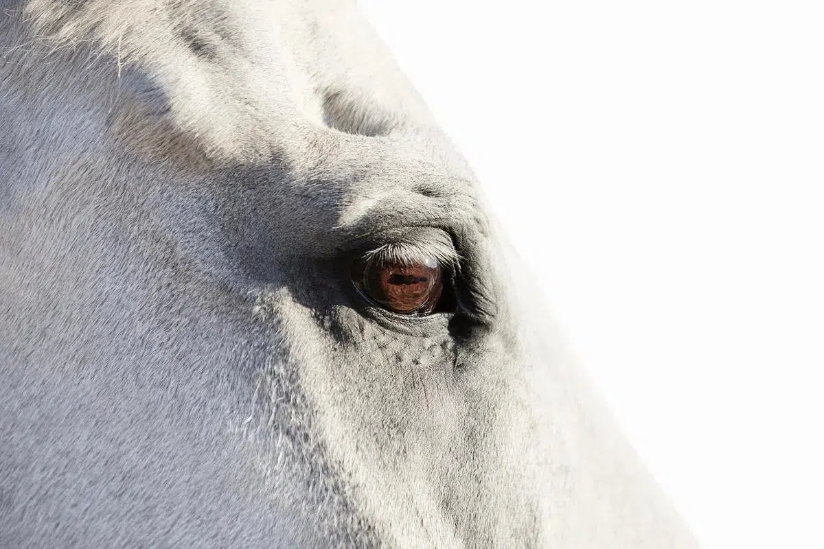 Horse Eye 03, by Trinette + Chris-PurePhoto
