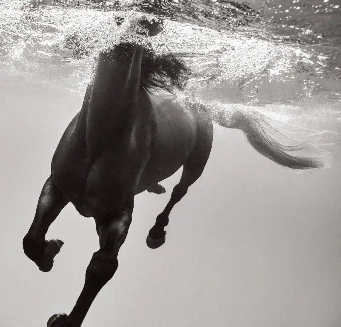 Immersion, by Drew Doggett-PurePhoto