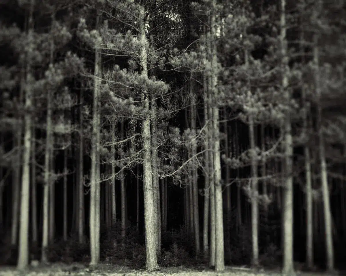 Into The Woods, by Irene Suchocki-PurePhoto