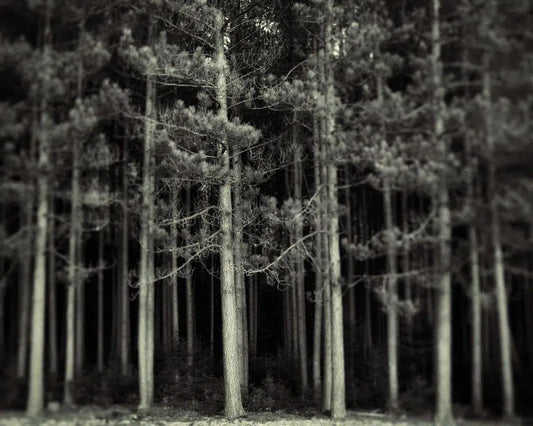 Into The Woods, by Irene Suchocki-PurePhoto