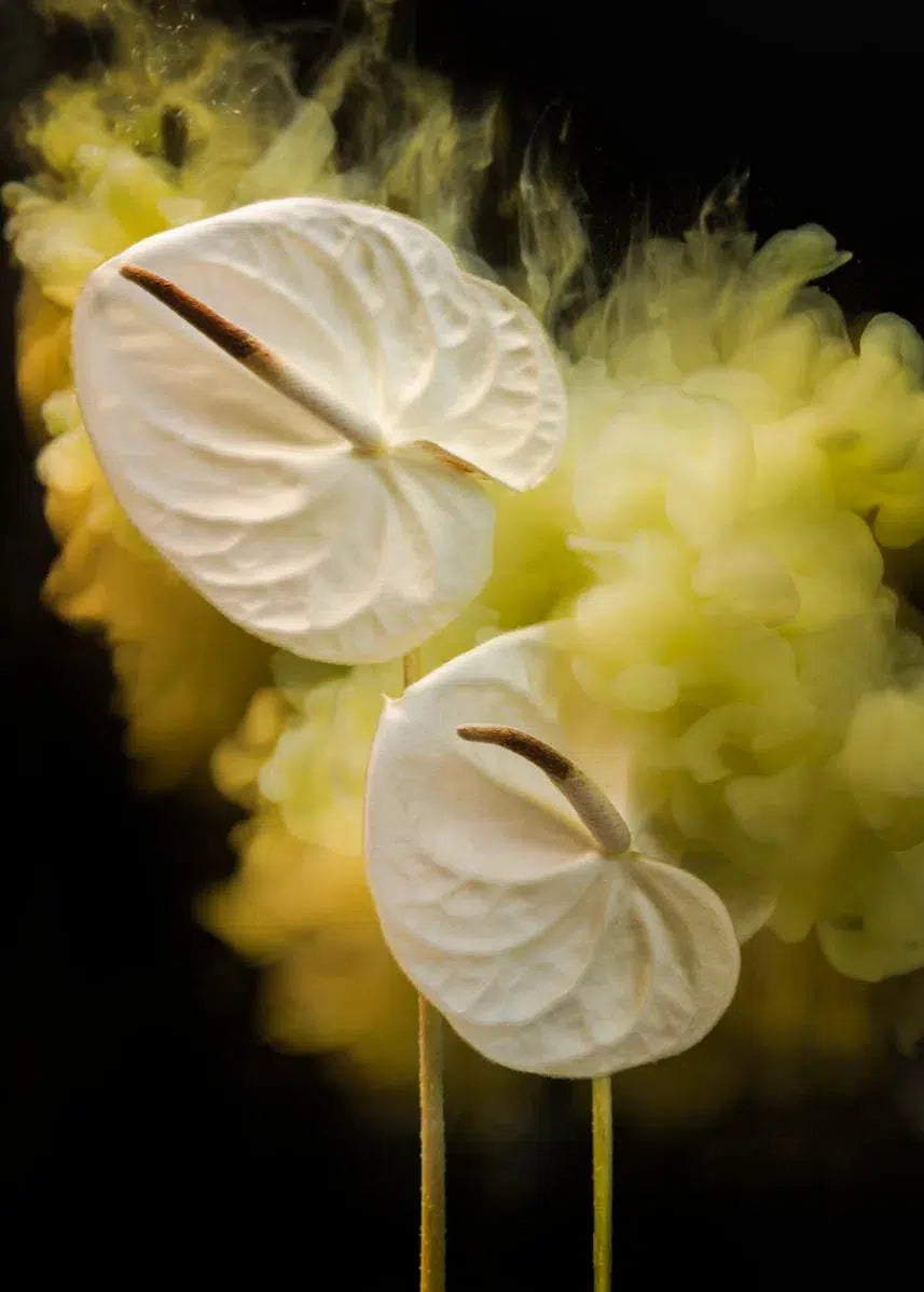 Into a Yellow Wood, by Javiera Estrada-PurePhoto