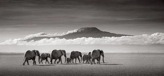 Journey to Kilimanjaro, by Drew Doggett-PurePhoto