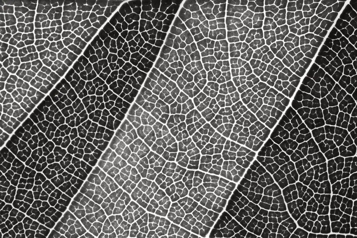Leaf Lines III - Black and White, by Natalie Kinnear-PurePhoto