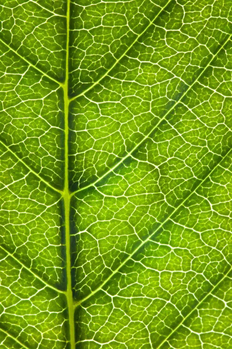 Leaf Lines IV, by Natalie Kinnear-PurePhoto