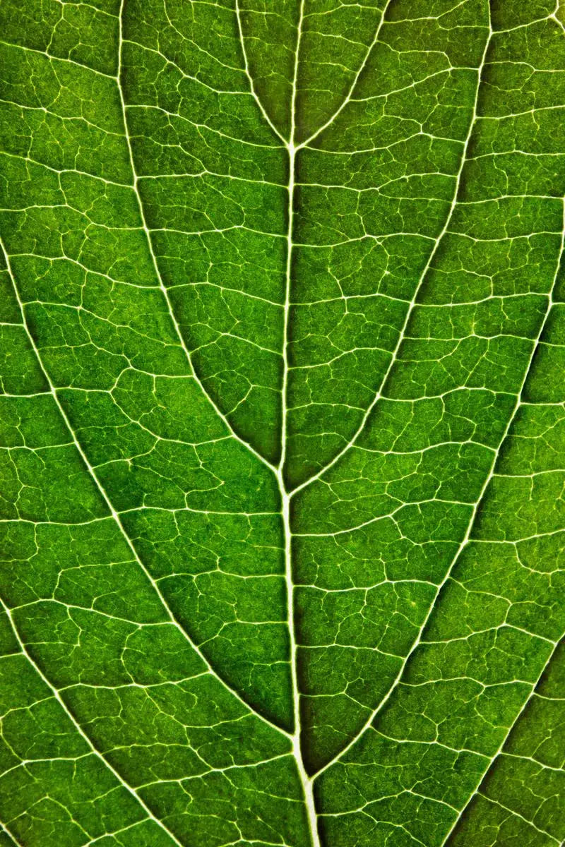 Leaf Lines VII, by Natalie Kinnear-PurePhoto