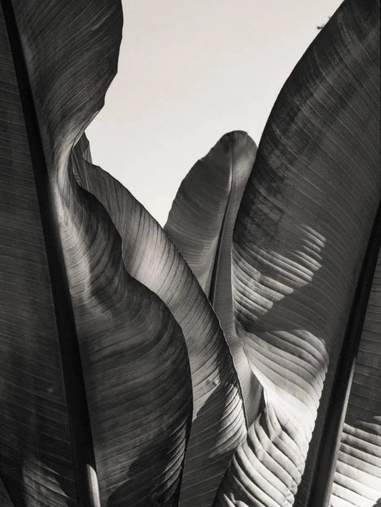 Leaves in Black & White, by Oliver Regueiro-PurePhoto