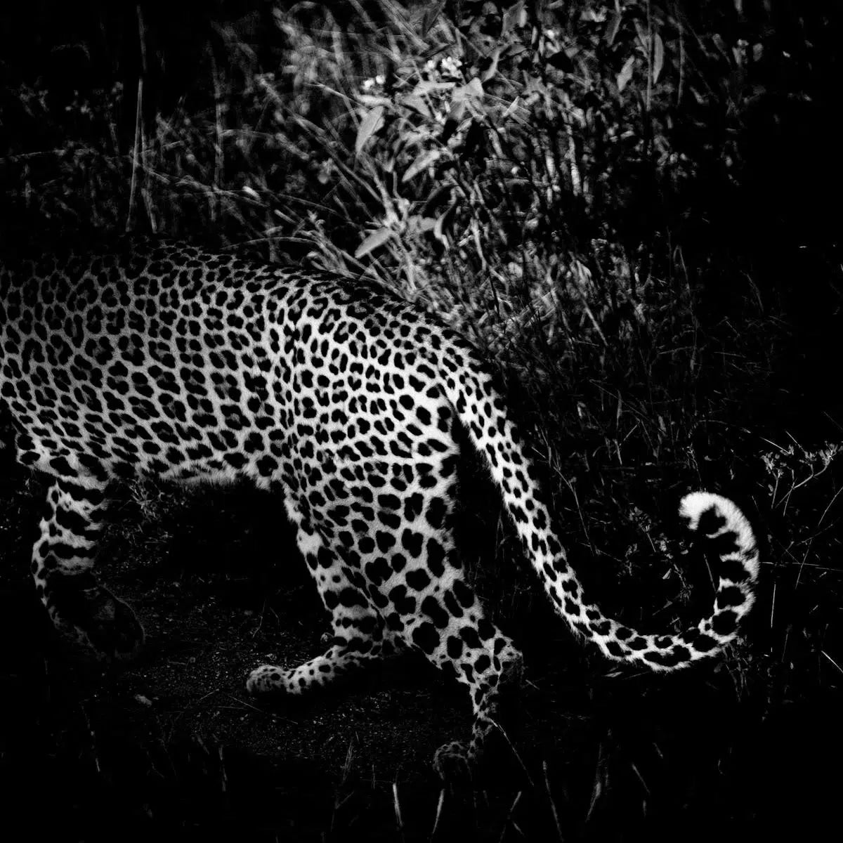 Leopard's Tail, by Laurent Baheux-PurePhoto
