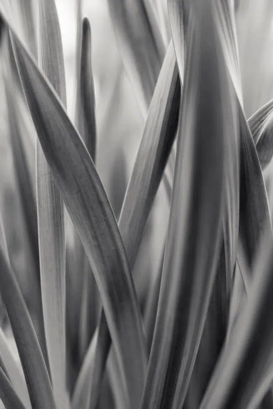 Lily Leaves, by Robert Houser-PurePhoto