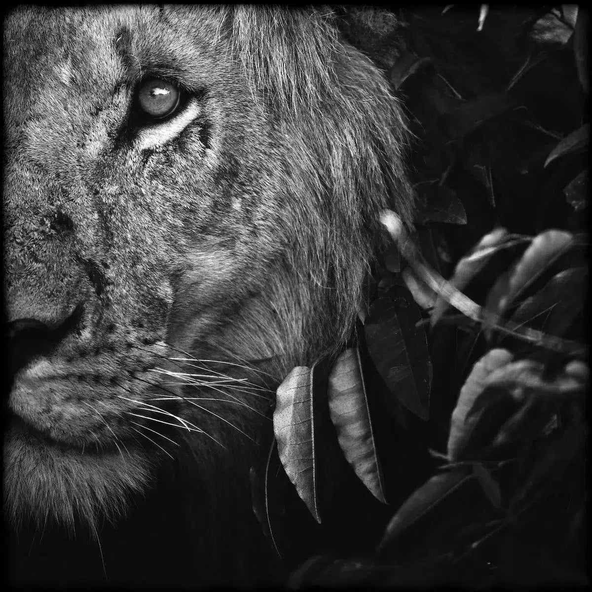 Lion Between Leaves, Kenya, by Laurent Baheux-PurePhoto