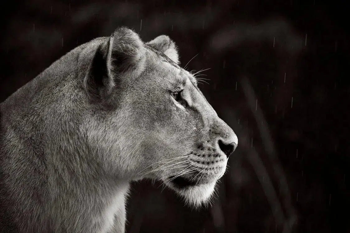 Lioness in Profile, by Drew Doggett-PurePhoto