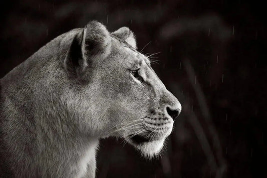 Lioness in Profile, by Drew Doggett-PurePhoto