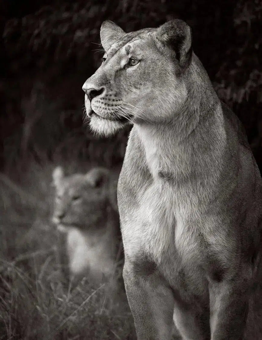 Lookout at Dusk, by Drew Doggett-PurePhoto