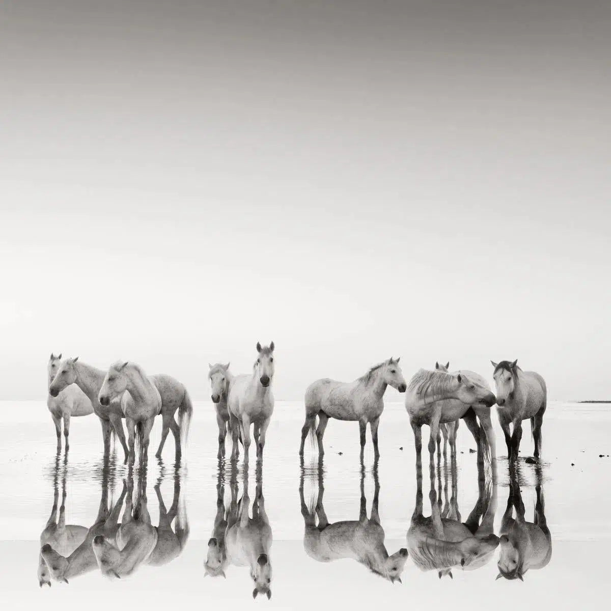 Lowry Horses, by Jonathan Chritchley-PurePhoto