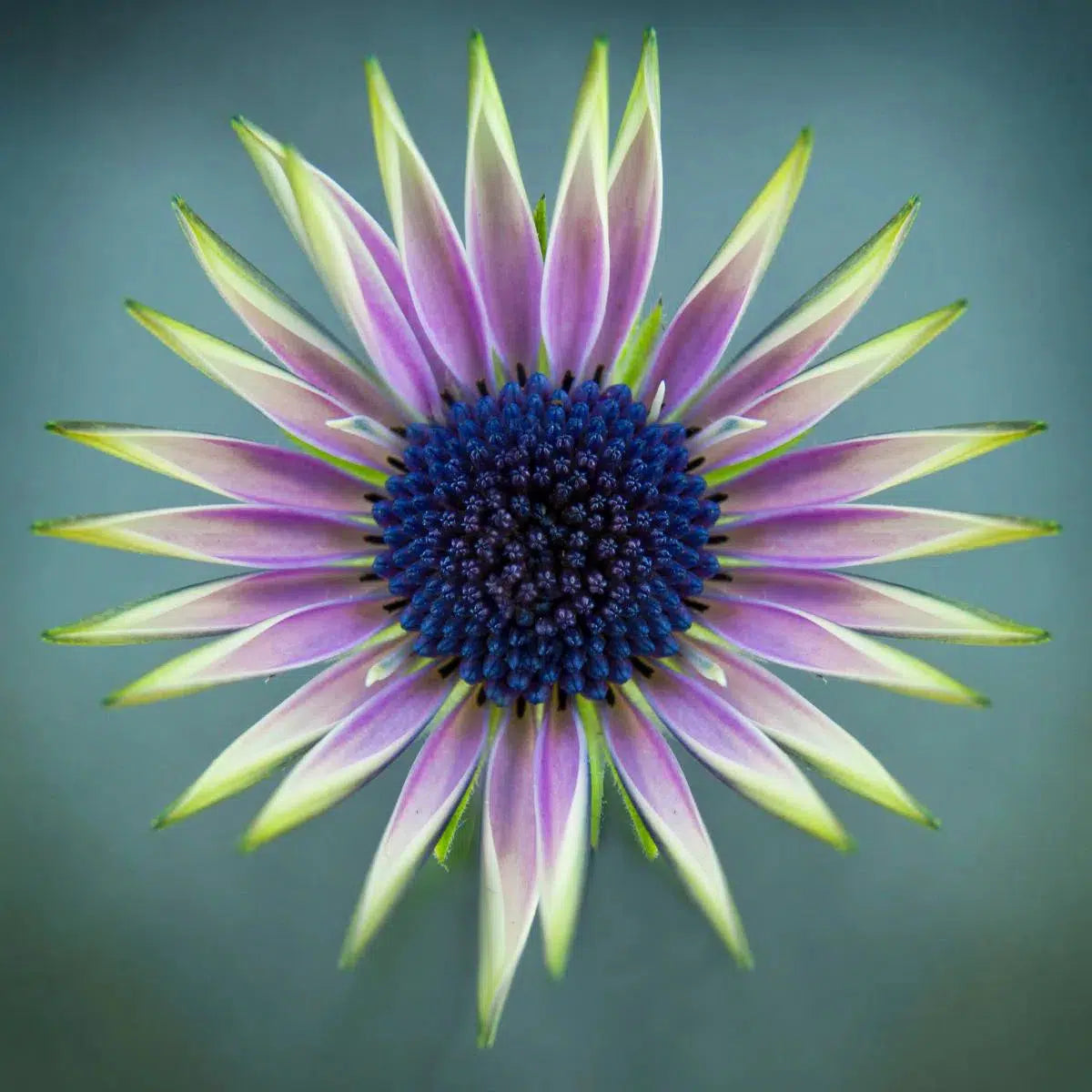 Macro Flower 25, by Michael Filonow-PurePhoto