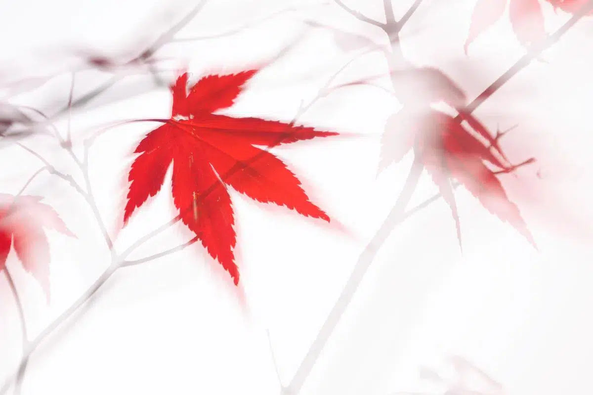 Maple Leaf Abstract 2, by Natalie Kinnear-PurePhoto