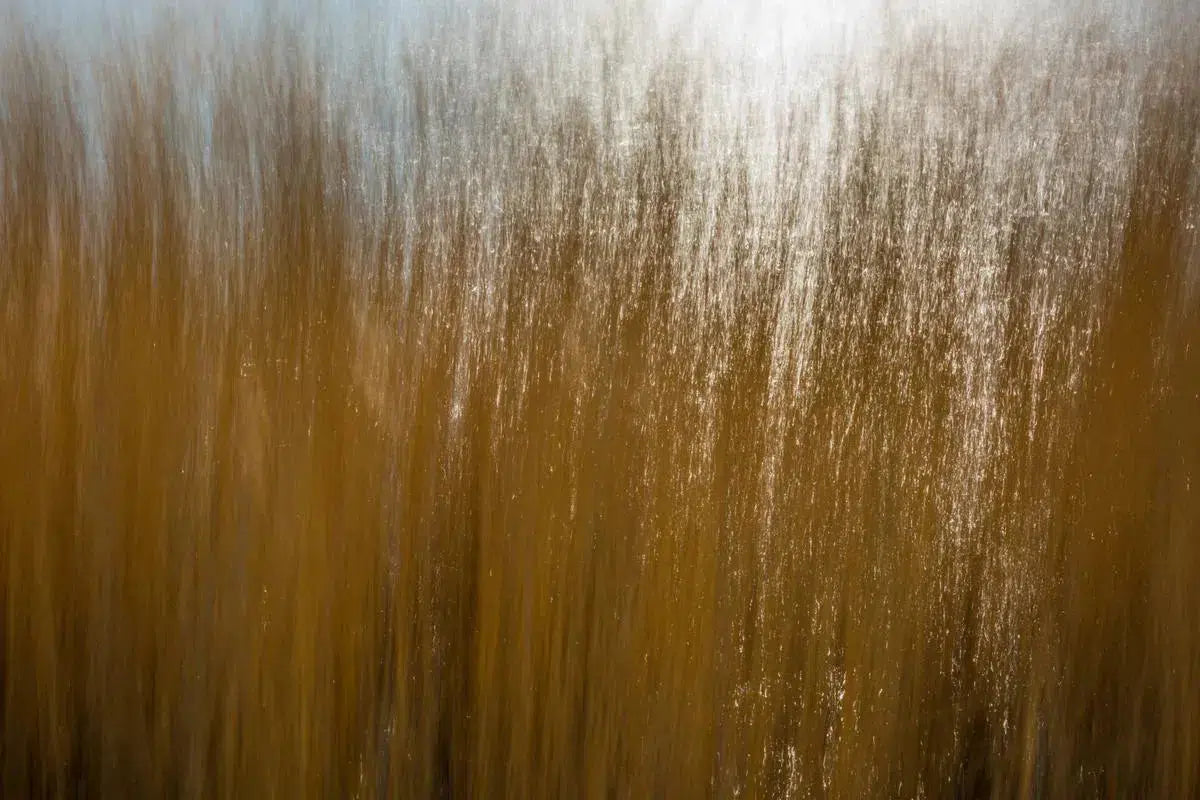 Marsh Light 7, by Robert Canis-PurePhoto