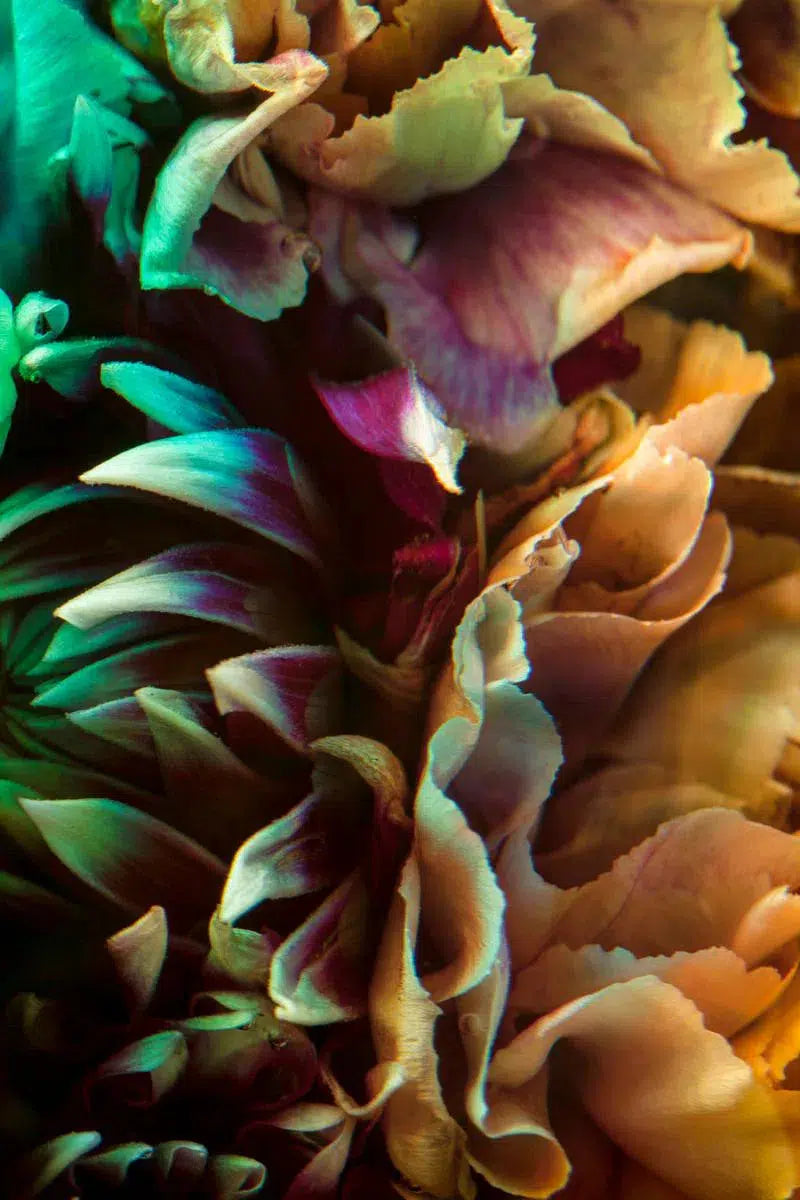 Metamorphosis II, by Javiera Estrada-PurePhoto