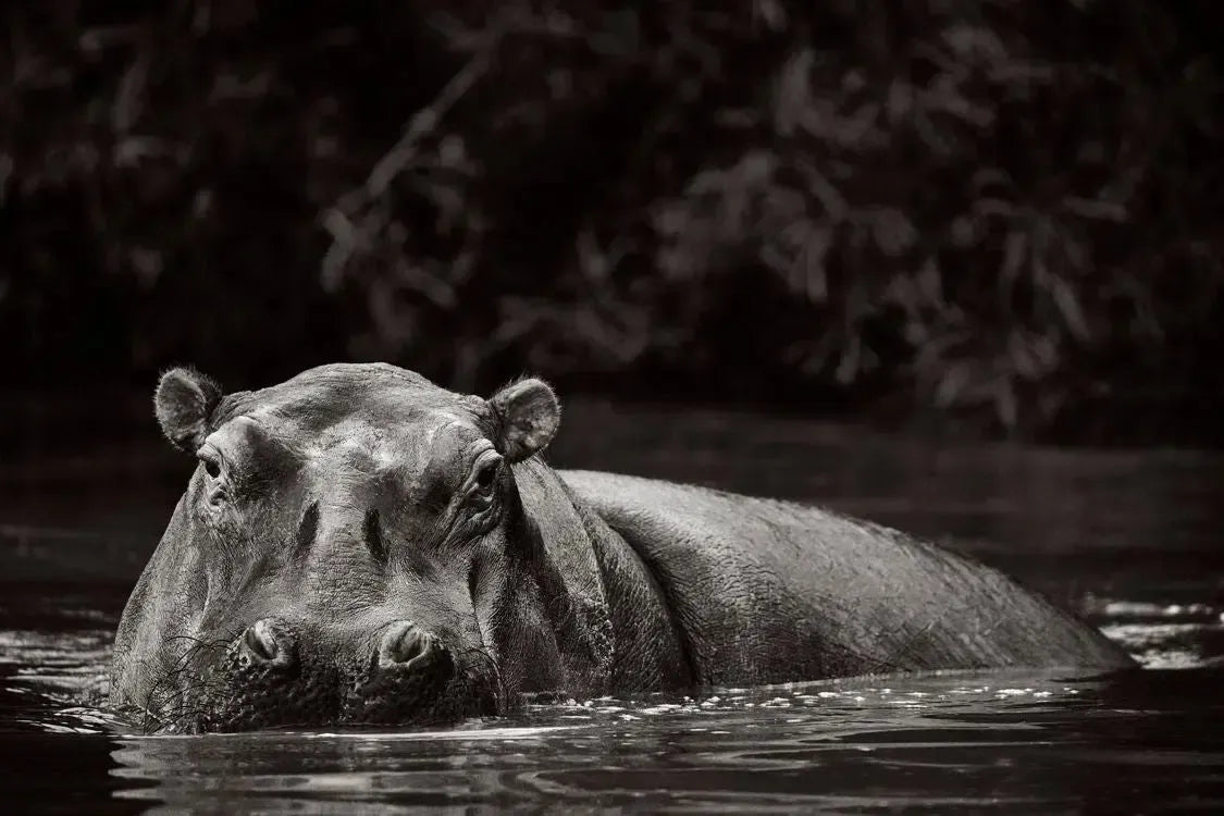 Momentary Rise, by Drew Doggett-PurePhoto