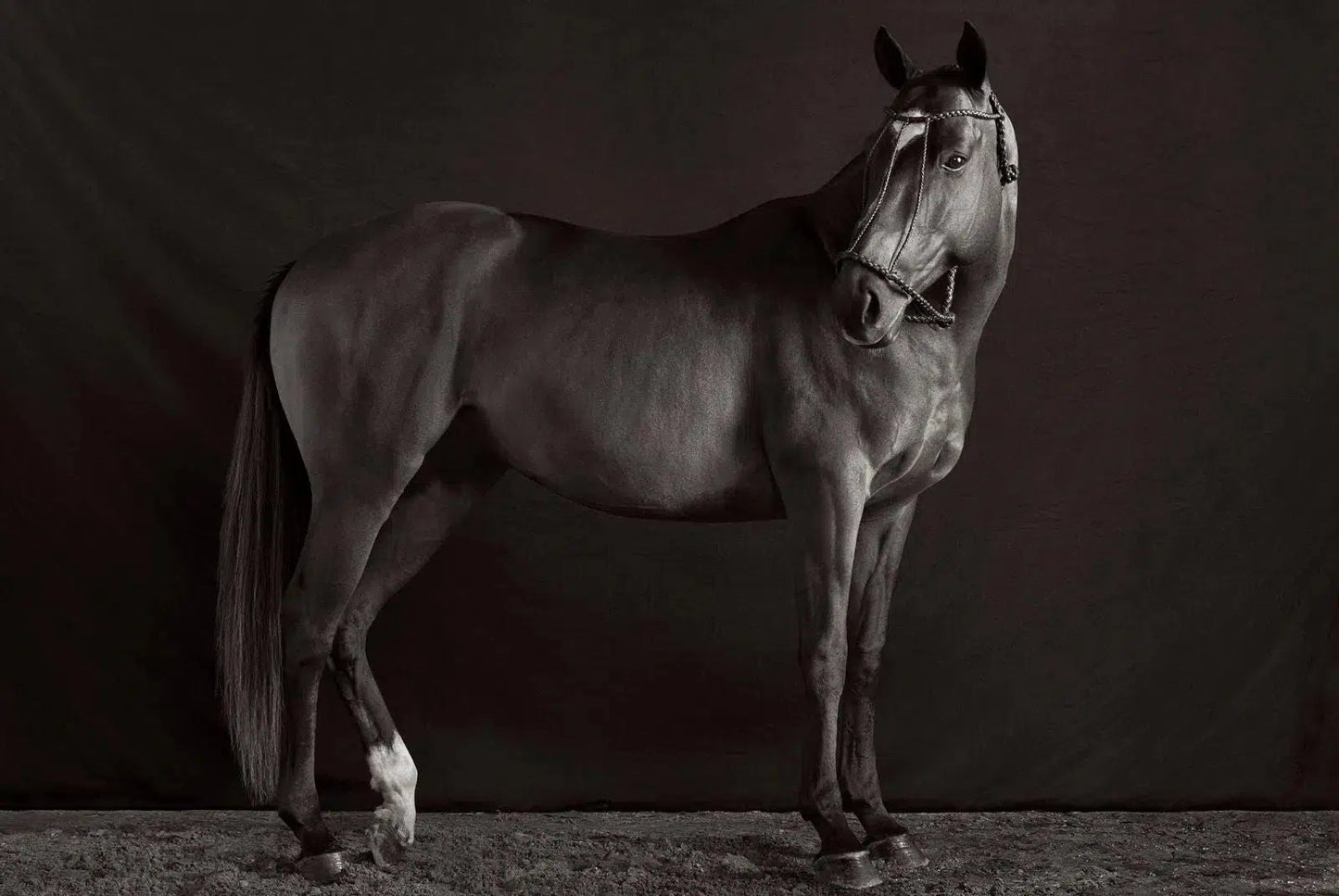 Monarch I v2, by Drew Doggett-PurePhoto