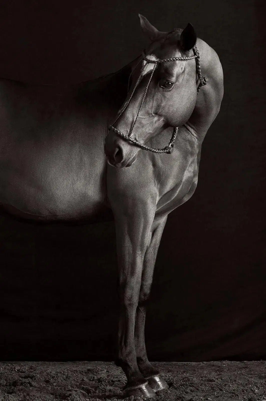 Monarch II, by Drew Doggett-PurePhoto