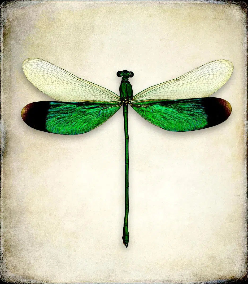 Neurobasis Chinensis (Dragonfly), by Dario Preger-PurePhoto