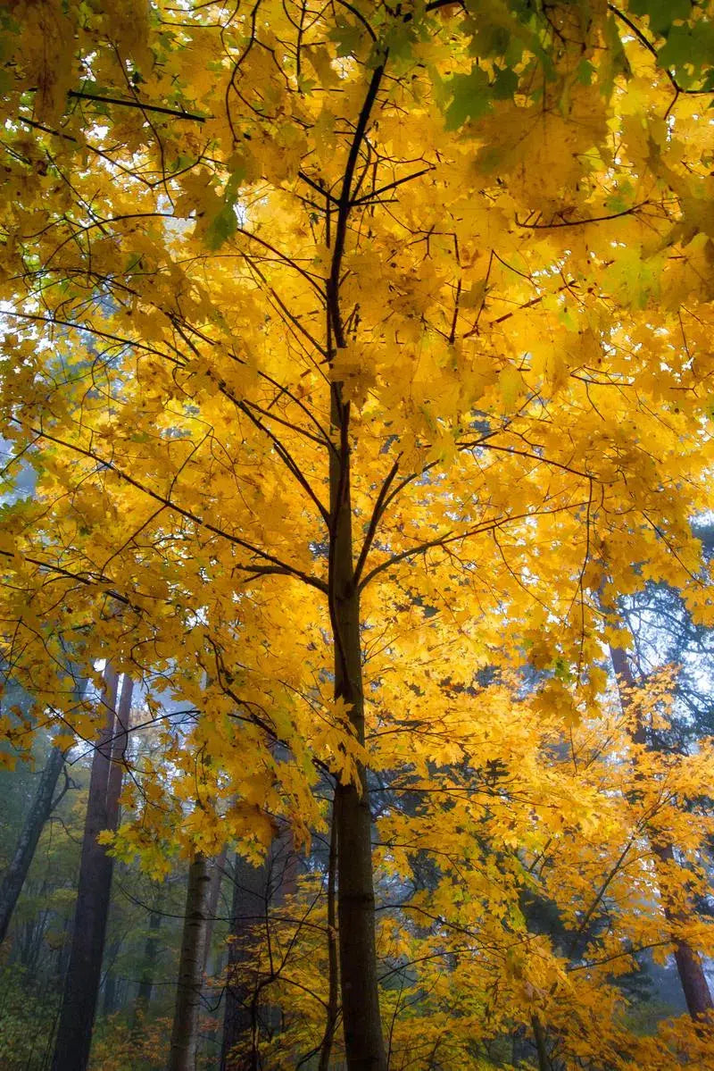 October Light, by Ari Salmela-PurePhoto