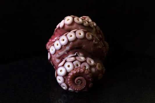 Octopus _ B, by Curtis Speer-PurePhoto