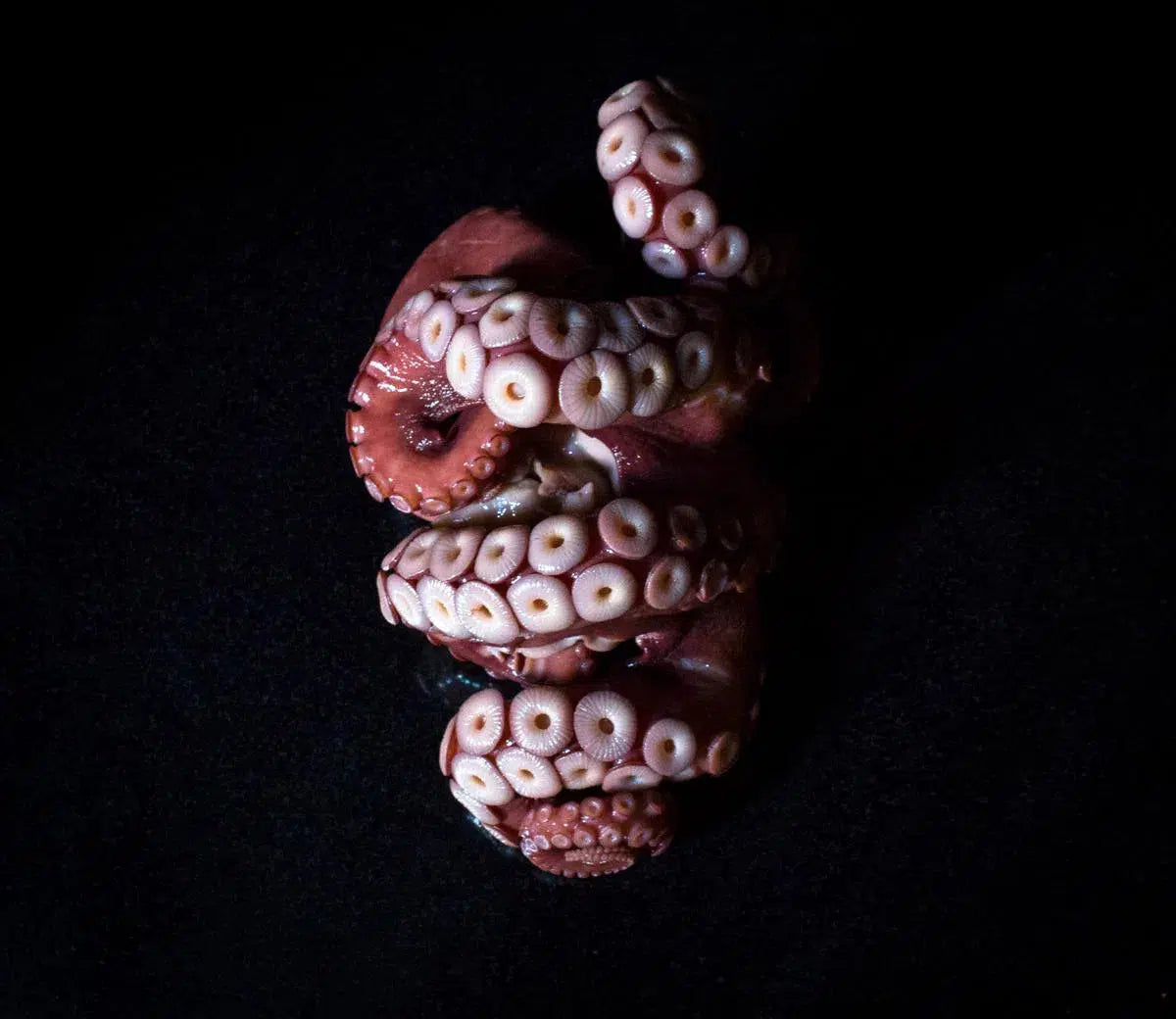 Octopus _ C, by Curtis Speer-PurePhoto