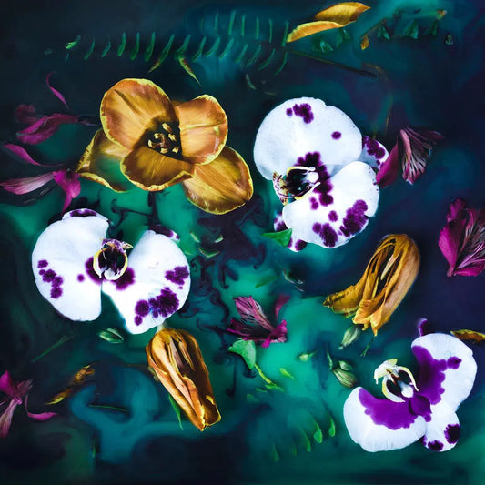 Orchid Dreams, by Javiera Estrada-PurePhoto