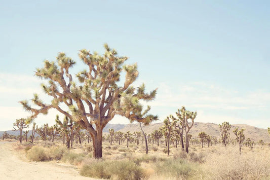 Pale Desert 1, by Irene Suchocki-PurePhoto