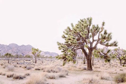 Pale Desert #2, by Irene Suchocki-PurePhoto