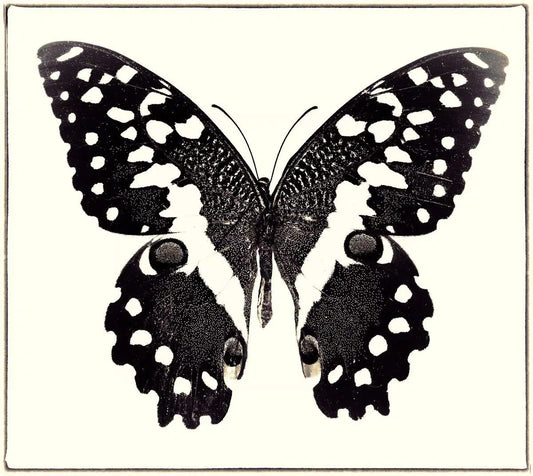 Papilio Demodocus No. 2, by Dario Preger-PurePhoto