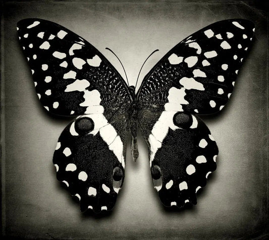 Papilio Demodocus No. 3, by Dario Preger-PurePhoto