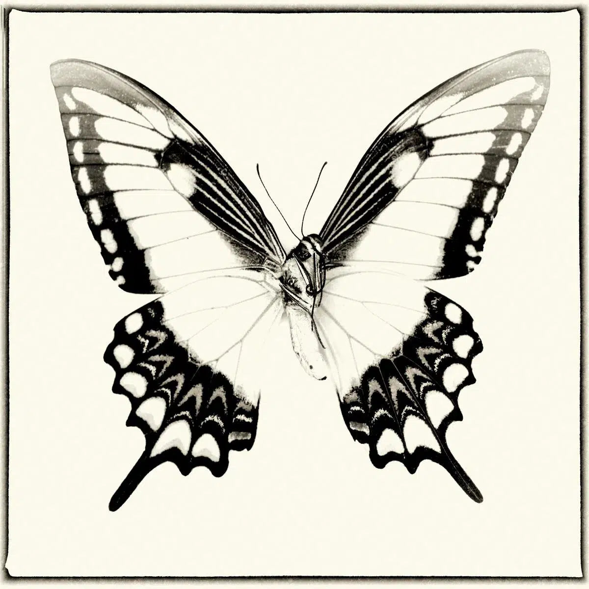 Papilio Lycophron (Underside), by Dario Preger-PurePhoto