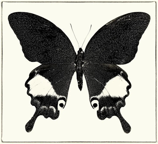 Papilio Paris No. 5, by Dario Preger-PurePhoto