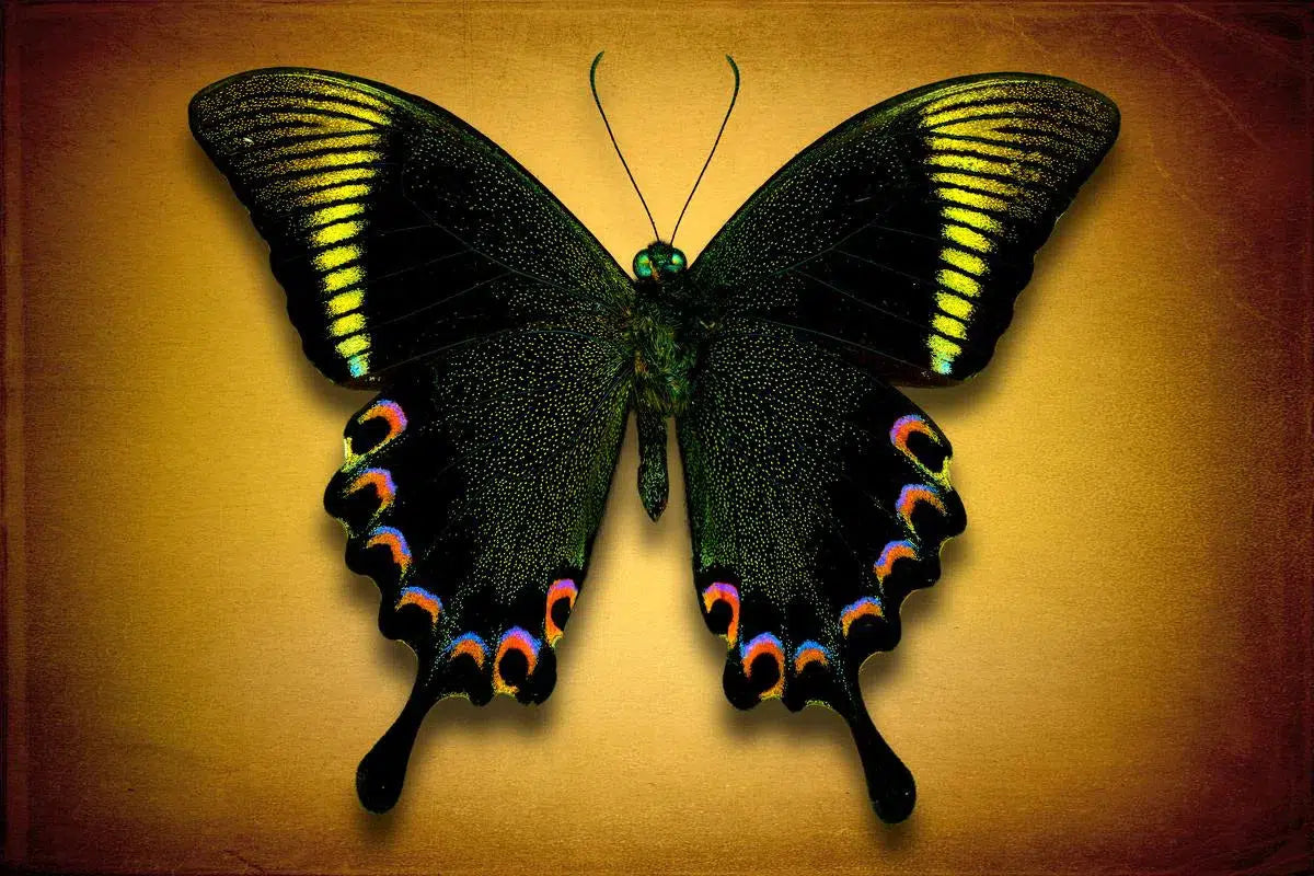 Papilio Paris (Underside), by Dario Preger-PurePhoto