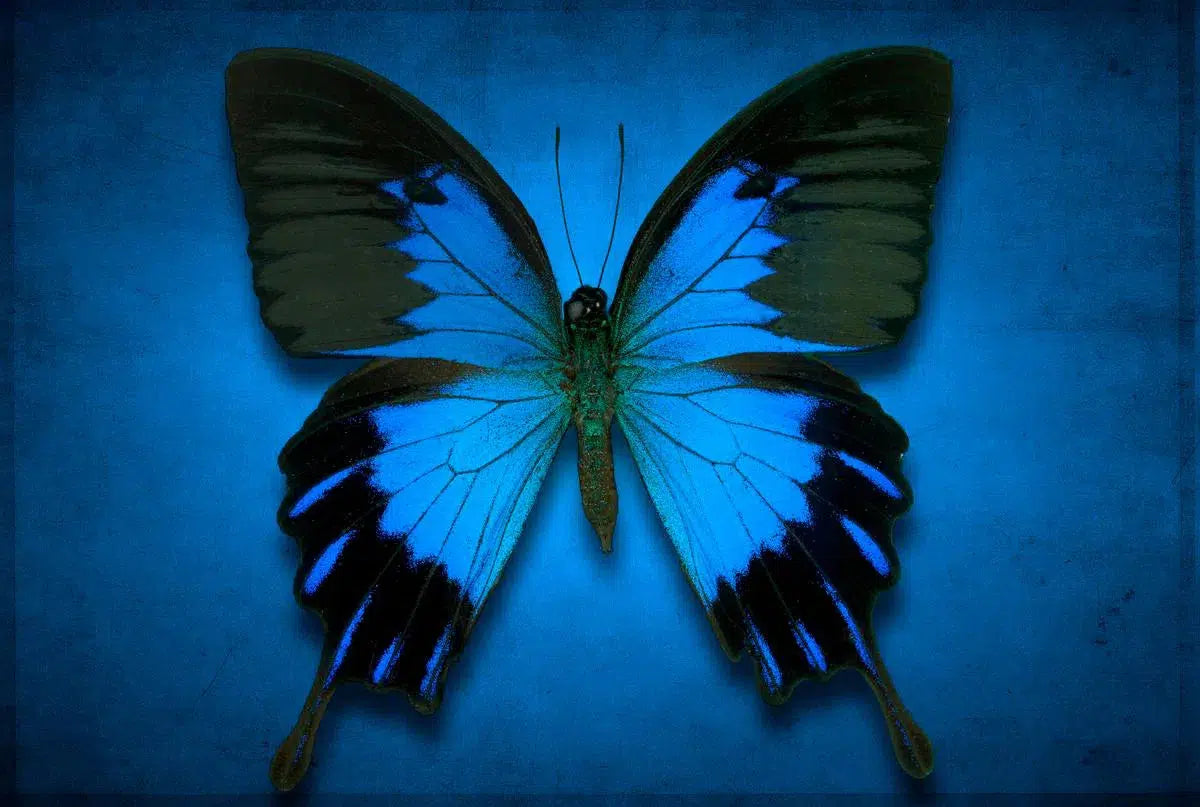 Papilio Ulysses, by Dario Preger-PurePhoto